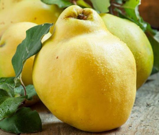 Айва "КУБАНСКАЯ УРОЖАЙНАЯ"